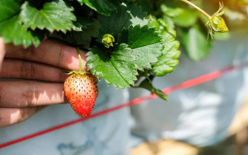 Uprawa, pielęgnacja i zastosowanie drzewa truskawkowego, czyli chrusci(n)a jagodna